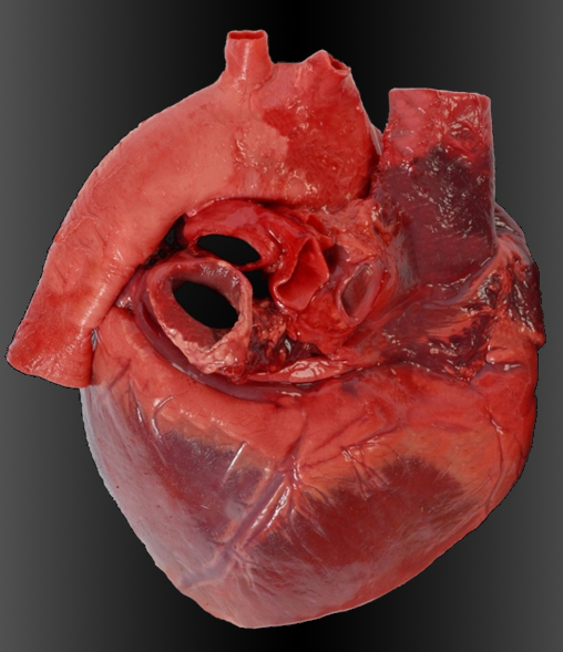 Let's dissect | Centre for Comparative and Clinical Anatomy