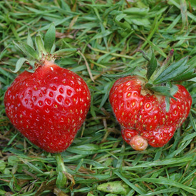 Strawberry