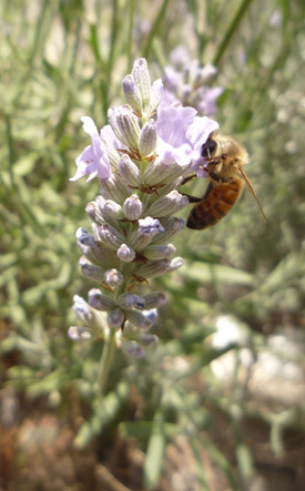 Image credit: Katherine Baldock Honey bee on lavender