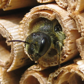 Image credit: Nadine Mitschunas Solitary bee