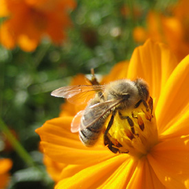 Image credit: Nadine Mitschunas Honey bee on Cosmos