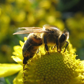 Honey bee on Helenium