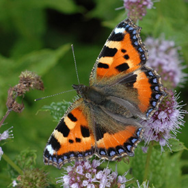 Image credit: Jane Memmott Butterfly on mint
