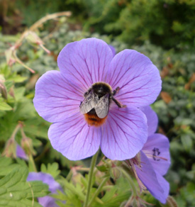 Bumble bee on Geranium