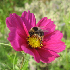 Bumble bee on Cosmos