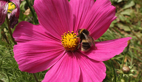 Bumblebee on Cosmos