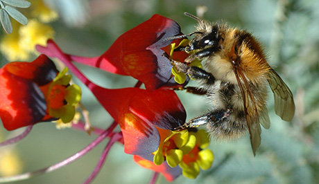 Bumblebee on T. tricolor