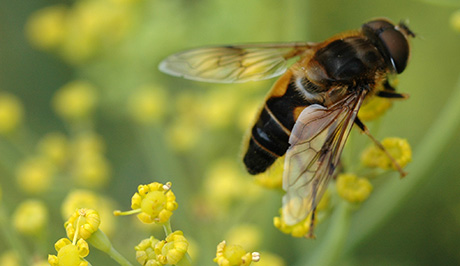 Hoverfly on fennel