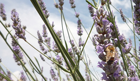 Honey bee on lavender