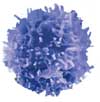 resting T cell