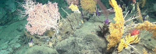 Natural deep sea sponges