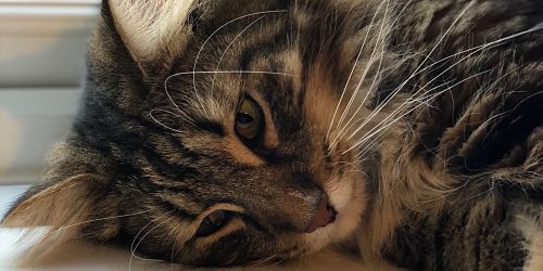 A close up image of a cat's face. The cat is a long haired tabby cat with impressive whiskers.