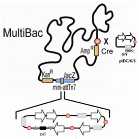 MultiBAC Page 2
