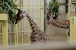 Giraffe, Bristol, Zoo