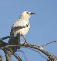 A pied babbler acting as sentinel.