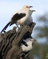 A group of pied babblers.