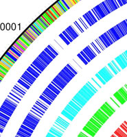 Comparison of the genome of Steno (outside) and its relatives that attack plants.