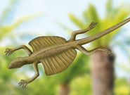 Mock up of a Kuehneosaur flying over a Triassic landscape.