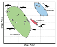 The ‘morphospace’ for dinosaurs, crurotarsans (crocodile-line archosaurs), and pterosaurs during the Triassic. A morphospace is a map showing the range of body types, lifestyles, and diets present in a group of organisms. In this case crurotarsans had a much larger morphospace than dinosaurs, which means that they were more ‘successful’ in terms of exploiting a wider variety of lifestyles.