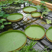 Giant Amazon Water Lillies