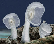 An image of some Japanese Sea Squirts. These produce the molecules that Mike will be researching.