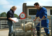 Dr Eric Morgan and colleague weighing a sheep