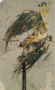 Fossilised bird