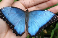 The Blue Morpho butterfly (Morpho peleides)