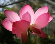 A sacred lotus plant (Nelumbo nucifera)