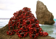 Christmas Island red crabs