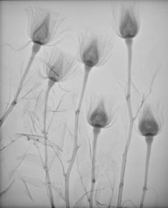 This digital radiograph of some roses was taken during a clinical teaching session about the physics of X-rays at the Veterinary Hospital of the University of Bristol