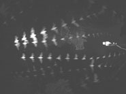 Overlay of 20 video images showing the flight paths of bats passing the loudspeaker used for virtual object presentation