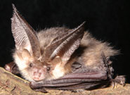 A brown long-eared bat (Plecotus auritus)