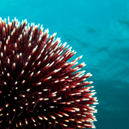 Generic image of a sea urchin