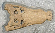 The skull of Goniopholis kiplingi, discovered at Swanage in Dorset