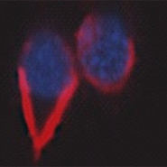 The mirror-miRNA (red) is expressed in hippocampal neurons, the nucleus is shown in blue.