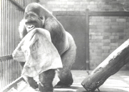 Alfred the gorilla at Bristol Zoo Gardens in 1938