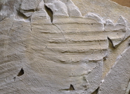 The wing of Archaeopteryx lithographica (Berlin specimen), a Jurassic fossil thought to be around 155 million years old