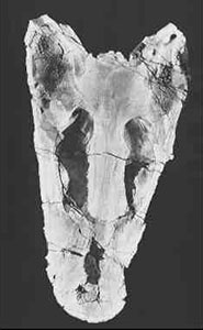 A scan of the skull of Megalocephalus pachycephalus