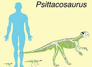 Skeletal reconstructions of hatchling, juvenile and adult individuals (left to right) showing inferred postural change, from quadrupedal to bipedal, with 178-cm-tall man for scale