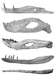 A sample of jaws from the Mesozoic crocodile fossil record