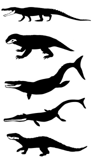 A sample of the morphological diversity seen in Mesozoic crocodiles, with the lower jaws highlighted in anatomical position