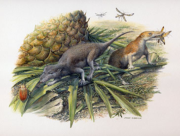 Image of the Early Jurassic basal mammals, Morganucodon and Kuehneotherium, hunting their prey on the small island they shared in what is now Glamorgan, southern Wales.  Drawing by John Sibbick 