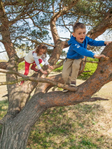 Children playing in a tree