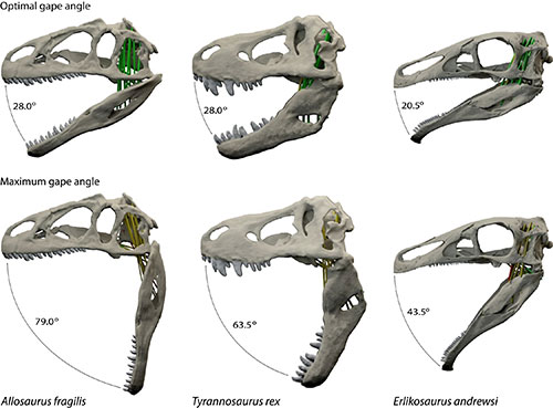 Image of optimal and maximal jaw gapes for the three dinosaurs in the new study: Allosaurus fragilis, Tyrannosaurus rex and Erlikosaurus andrewsi 