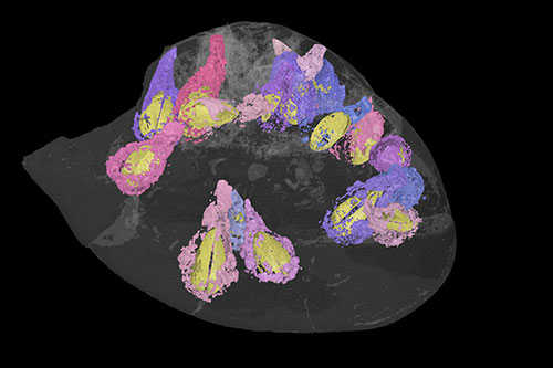Image of the 3-D reconstruction showing the fossil sea urchin and the boring bivalves inside it