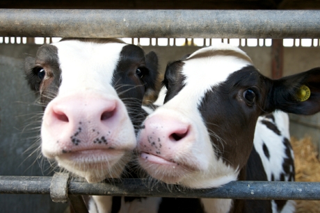 Two cows at Bristol Veterinary School, University of Bristol
