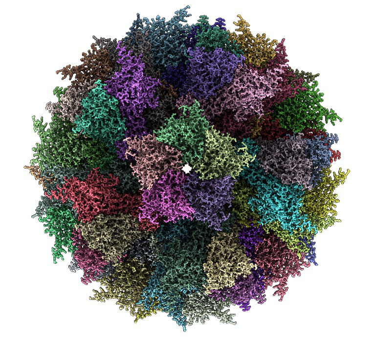 ADDomer: Synthetic multiepitope display scaffold for next generation vaccines