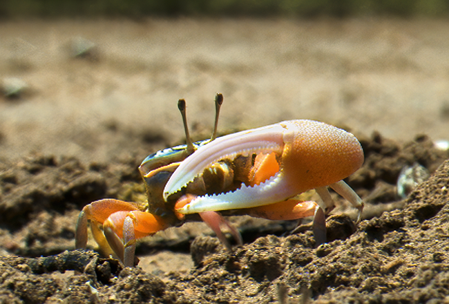 life-in-colour-body-image-crab
