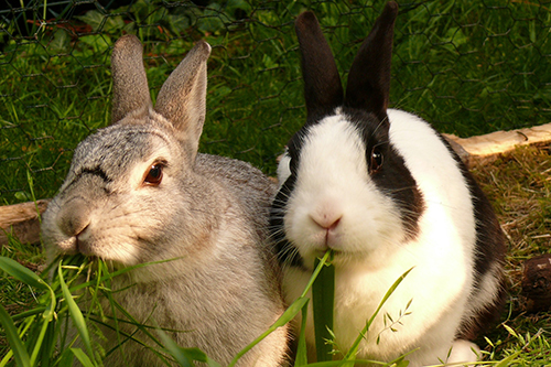 A pair of pet rabbits in their outside run